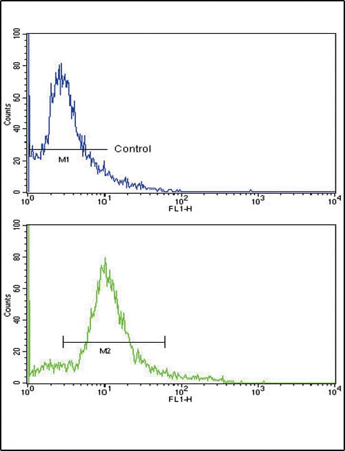 Polyclonal Rabbit anti-Human HMGCS1 / HMG-CoA Synthase 1 Antibody (aa442-470, IHC, WB)