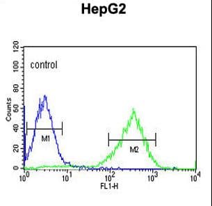 Polyclonal Rabbit anti-Human HFE2 / Hemojuvelin Antibody (aa308-338, WB)