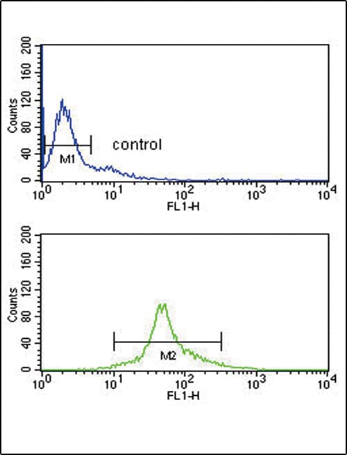IRF5 Antibody (aa81-108)