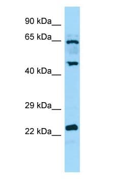 DUSP14 Antibody (C-Terminus)