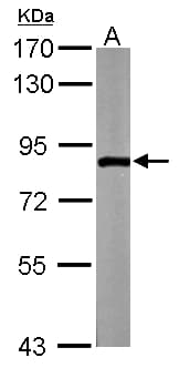 ZER1 Antibody (aa537-766)