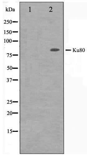 XRCC5 / Ku80 Antibody