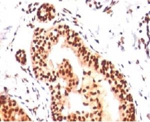 SUMO2 Antibody (clone S23MT-1, Ready-to-Use)