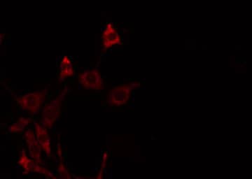 FGFRL1 Antibody