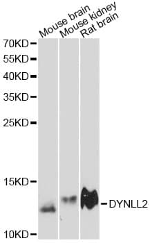 DYNLL2 Antibody