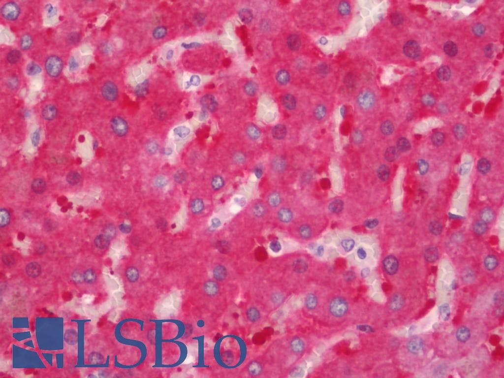 ALDH1L1 Antibody (clone 2A6, Carrier-free)