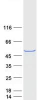 Human WWTR1 / TAZ Protein (Recombinant Myc-DDK (Flag))