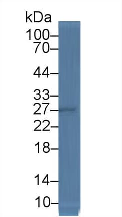 DNAJC4 Antibody (aa1-150, PE)