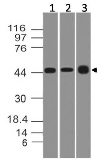 TSLP Antibody
