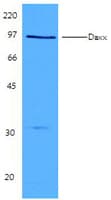Monoclonal Mouse anti-Human DAXX Antibody (clone DAXX-1, WB)