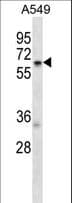 TCP11L2 Antibody (aa100-128)