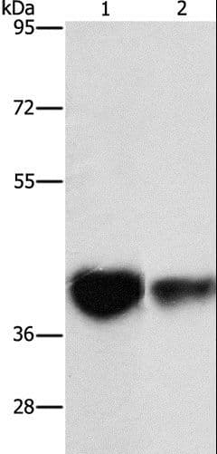 IDH3G Antibody