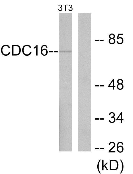 Polyclonal Rabbit anti-Human APC6 / CDC16 Antibody (WB)
