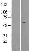 SEPT4 / Septin 4 Protein (Over-Expression Lysate Myc-DDK (Flag))