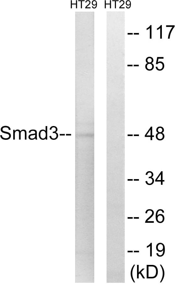 SMAD3 Antibody (aa145-194)