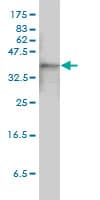Monoclonal Mouse anti-Human ACTB / Beta Actin Antibody (clone 3G4-F9, WB)
