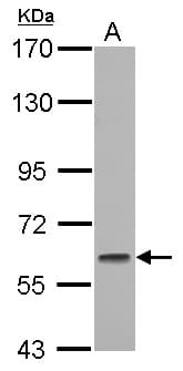 GMEB1 Antibody