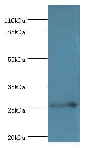 RAB3C Antibody (aa1-227)