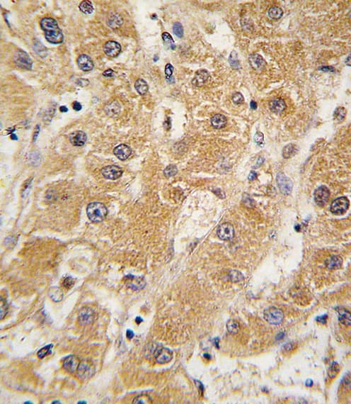 Apolipoprotein A-V Antibody (aa22-52)
