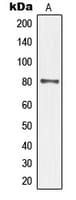 MAPT / Tau Antibody (phospho-Ser235)