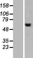 PTBP1 Protein (Over-Expression Lysate Myc-DDK (Flag))