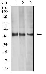 AURKA / Aurora-A Antibody (aa268-404, clone 2D8A4)