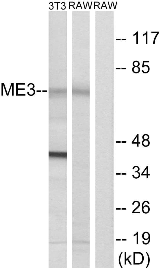 ME3 Antibody (aa545-594)