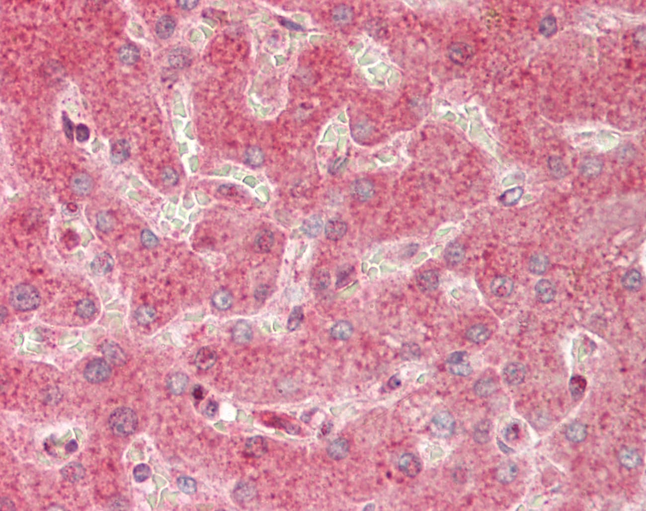 CARD10 / CARMA3 Antibody (aa601-650)