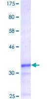 Human FBXO5 / EMI1 Protein (Recombinant GST, N-terminus)