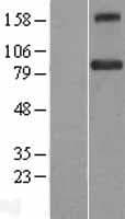 BACH1 Protein (Over-Expression Lysate Myc-DDK (Flag))