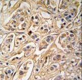 YWHAZ / 14-3-3 Zeta Antibody (aa216-245)