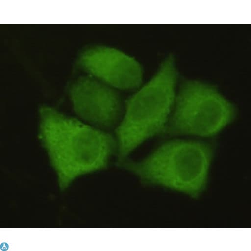 PPP1CA / PP1-Alpha Antibody