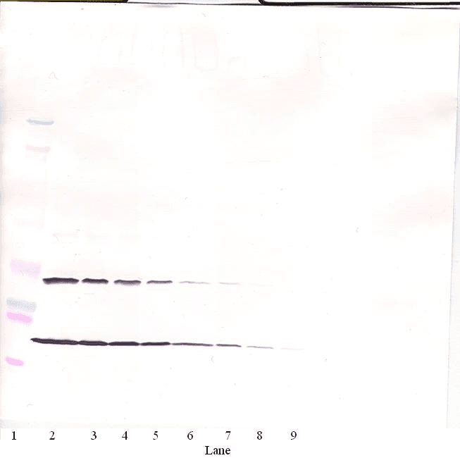 KITLG / SCF Antibody