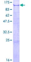 Human NDST4 Protein (Recombinant GST)