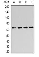 AICAR / ATIC Antibody