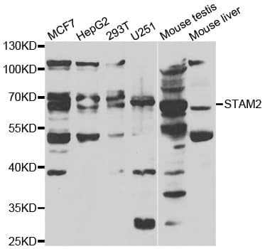 STAM2 Antibody