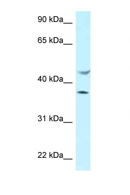 HLA-E Antibody (C-Terminus)