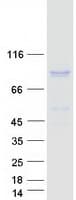 Human PTPDC1 Protein (Recombinant Myc-DDK (Flag))
