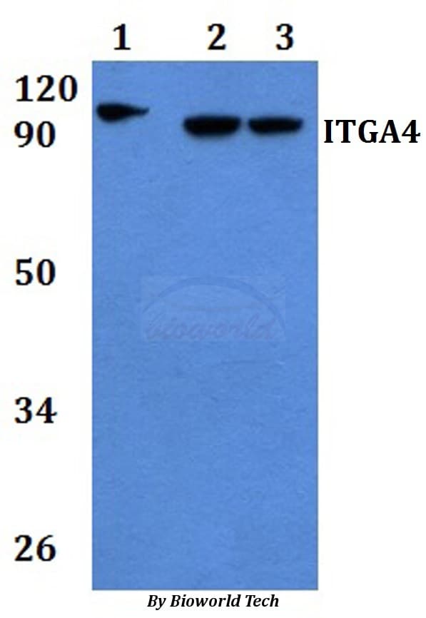 ITGA4 / VLA-4 / CD49d Antibody