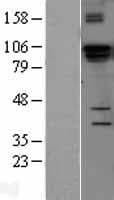 Human DGCR8 Protein (Over-Expression Lysate Myc-DDK (Flag))