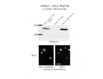 Yeast Nucleoporin Nup53p Antibody
