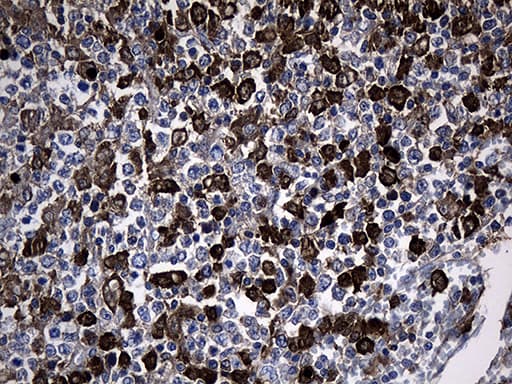 GTPCH1 / GCH1 Antibody (clone OTI2E2)