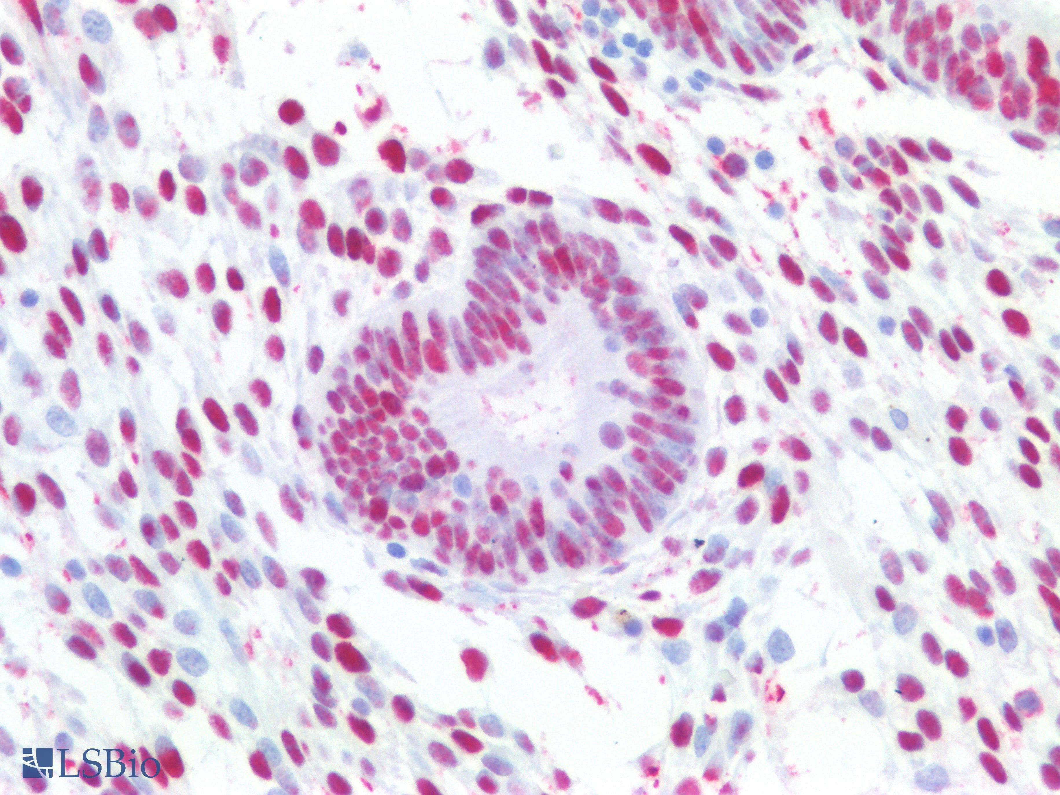 IHC-plus™ PCNA Antibody (clone PC10)