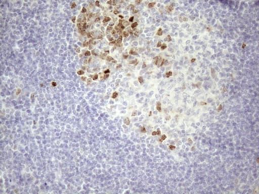 CDCA8 / Borealin Antibody (clone OTI4G3, Carrier-free)