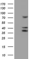 CYP2B6 Antibody (clone OTI3D5)