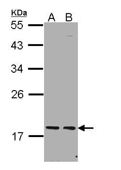 PCNP Antibody (aa1-50)