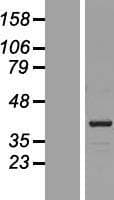 KCTD13 Protein (Over-Expression Lysate Myc-DDK (Flag))