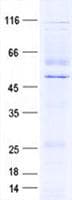 Human KIAA1826 Protein (Recombinant His, N-Terminal)