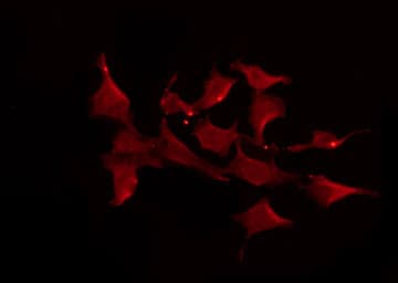RXFP4 / GPR100 Antibody