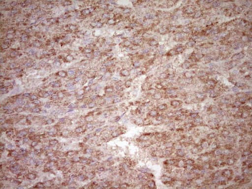 FOS / c-FOS Antibody (clone OTI3B8)